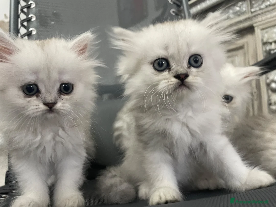 Persiano gatti in vendita: Persiano chinchillà silver shaded  - Annuncio 9