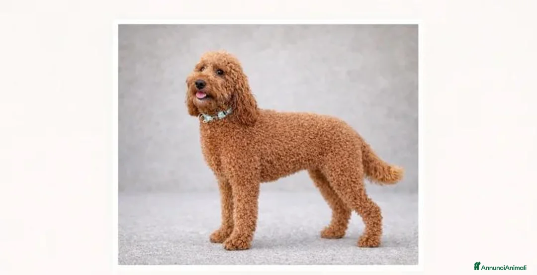 Golden Retriever cani in vendita: Goldendoodle miniature - Annuncio 18