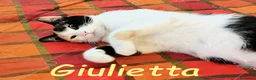 Europeo gatti in regalo: GULIETTA DOLCISSIMA GATTINA PELO SEMILUNGO - Annuncio 1