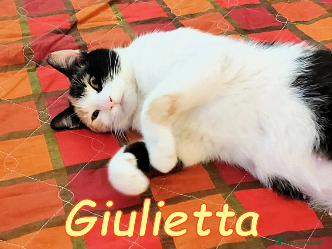 Europeo gatti in regalo: GULIETTA DOLCISSIMA GATTINA PELO SEMILUNGO - Annuncio 1