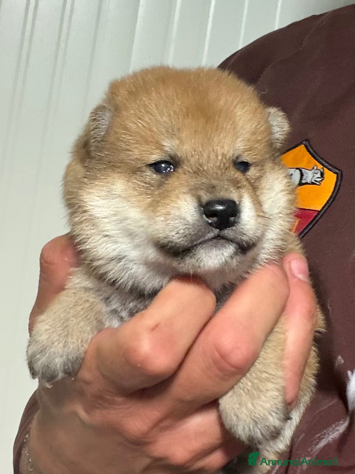 Shiba Inu cani in vendita: Cuccioli Shiba Inu con Pedigree - Annuncio 1