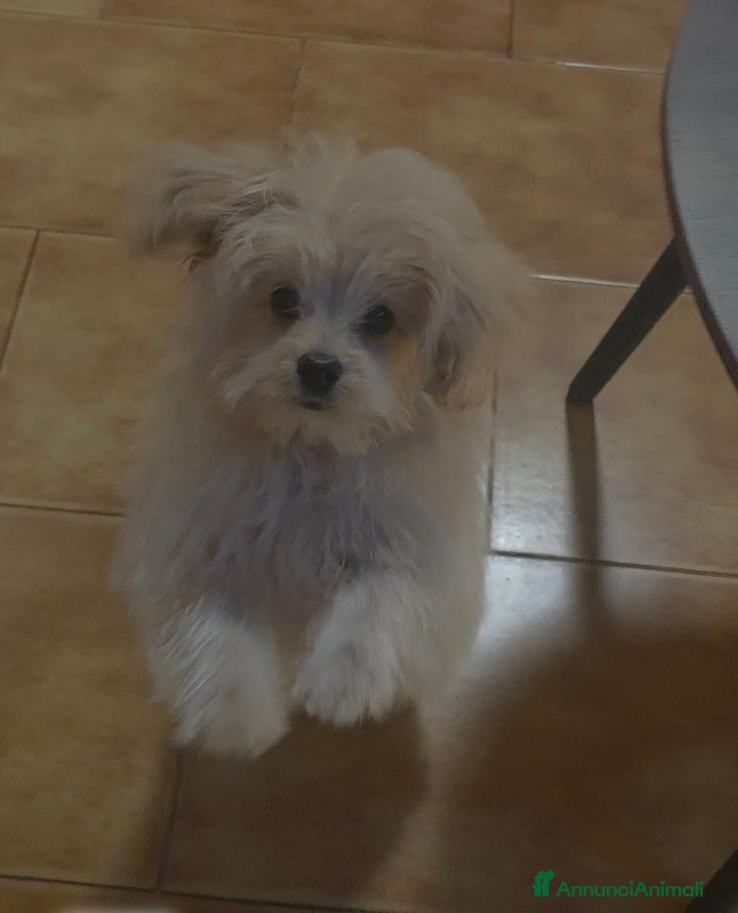 Volpino Pomerania cani Spitz pomerania  - Annuncio 6