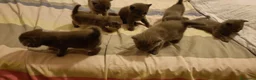 Scottish gatti in vendita: Gattini scottish  - Annuncio 6