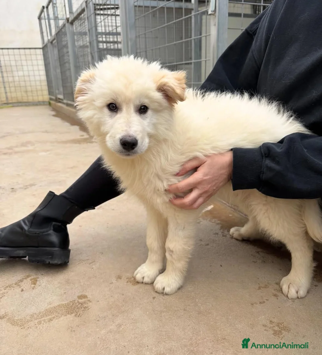 Meticcio cani in regalo: Snow: 4 mesi taglia grande  - Annuncio 5