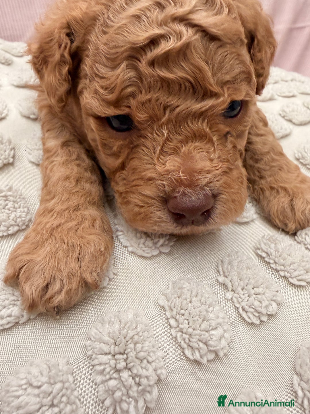 Barboncino cani in vendita: Barboncino - Annuncio 1