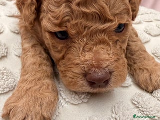 Barboncino cani Barboncino - Annuncio 2