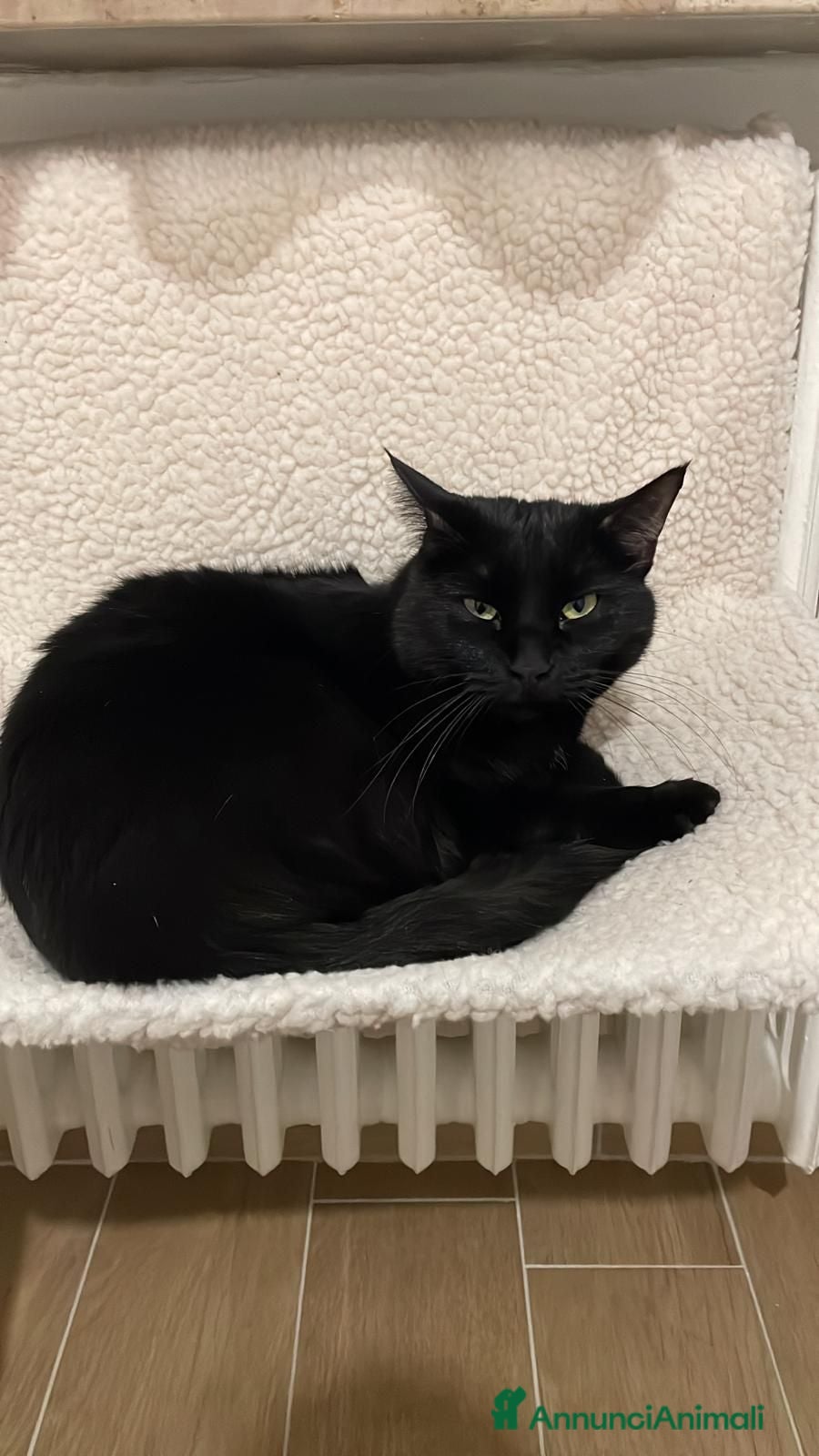 Meticcio gatti MEI MICIA NERA DI 5 ANNI  - Annuncio 42