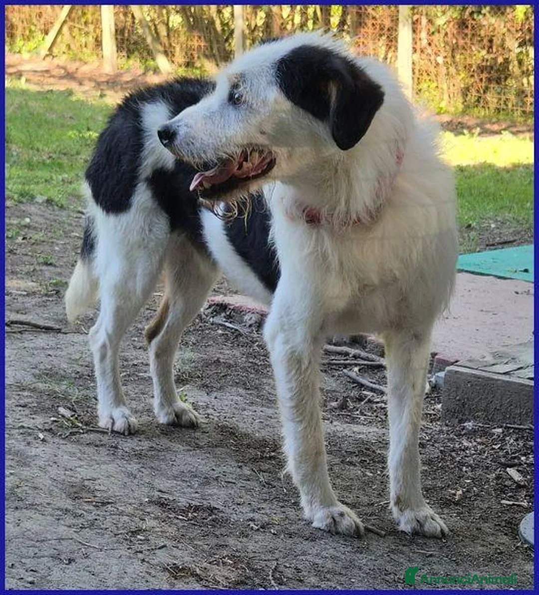 Meticcio cani in regalo: JOHNTRA sogna una famiglia - Annuncio 6