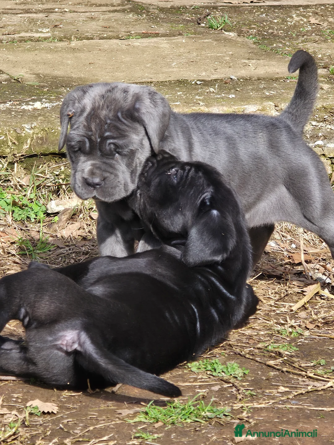 Mastino Napoletano cani in vendita: Cuccioli di Mastino Napoletano - Annuncio 6