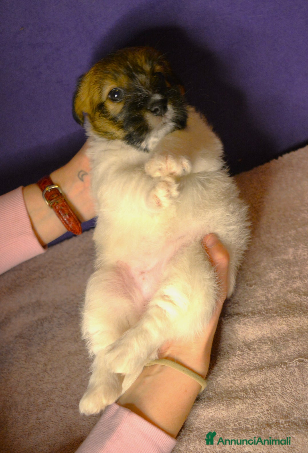 Jack Russell cani in vendita: ultimi cuccioli Jack russell terrier a pelo duro - Annuncio 2