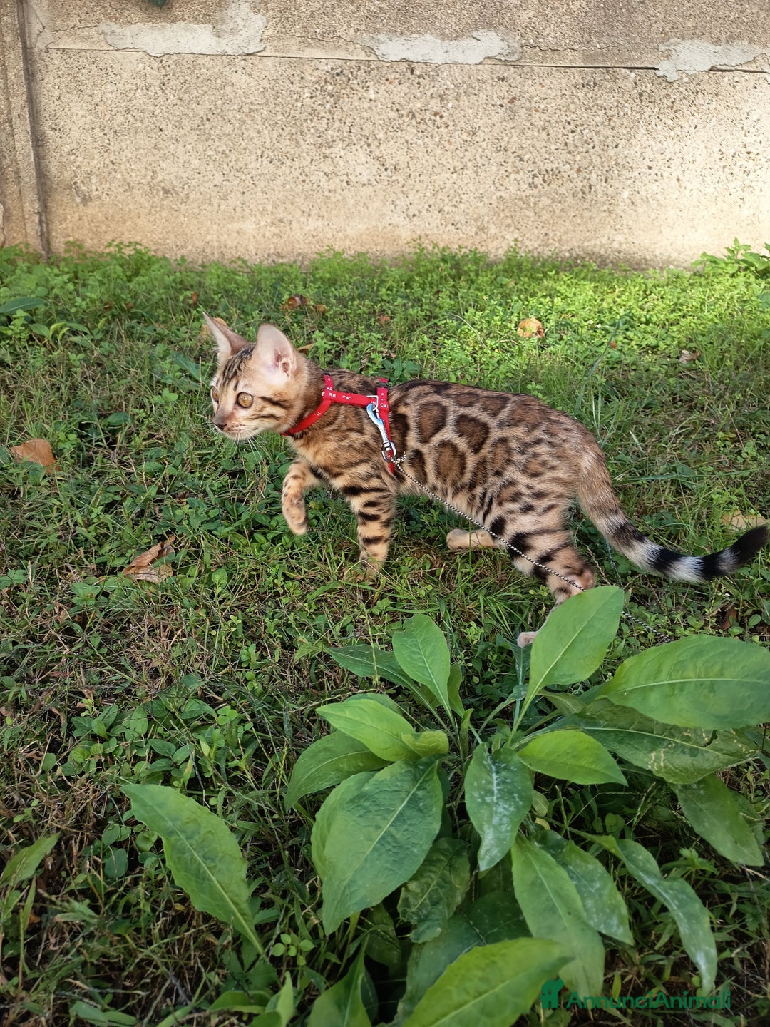 Bengala gatti in vendita: Meravigliosa bengalina  - Annuncio 5