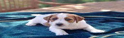 Jack Russell cani in vendita: Cuccioli Jack Russell ruvido - Annuncio 7