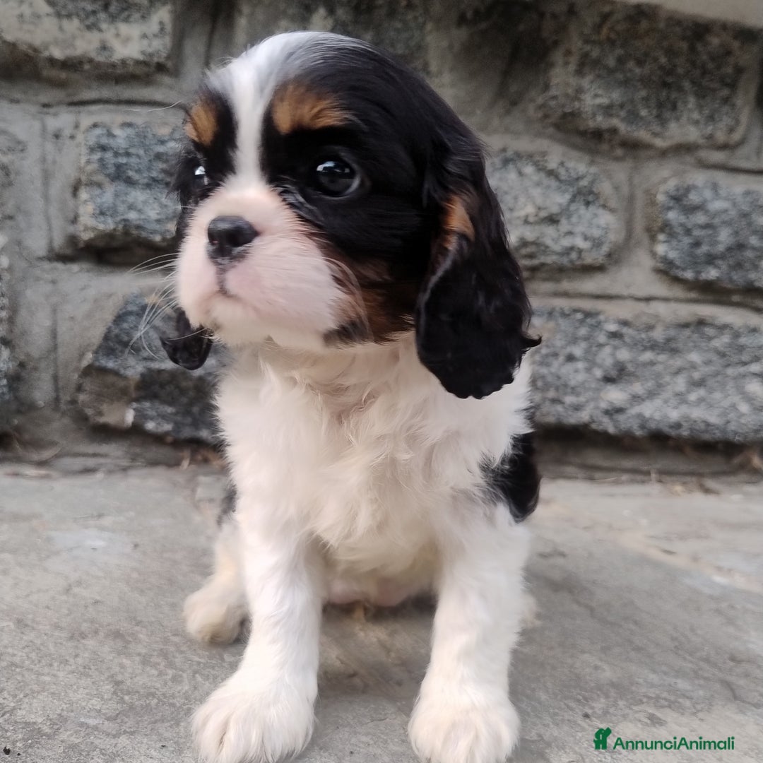 Cavalier King cani in vendita: Cavalier king con pedigree pronta da subito  a Provincia di Lecco - Immagine 10