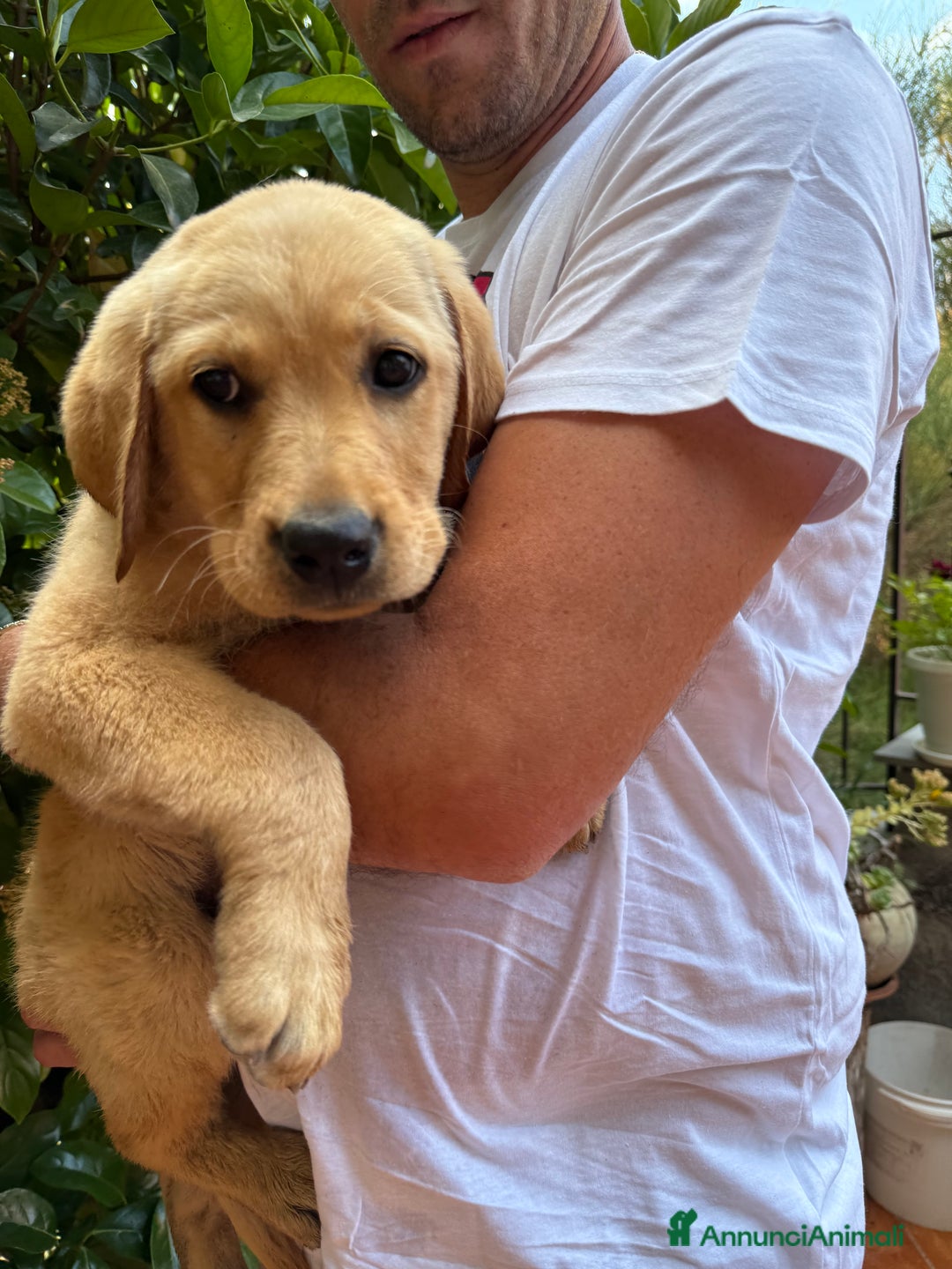 Labrador cani in vendita: Labrador miele  - Immagine 3