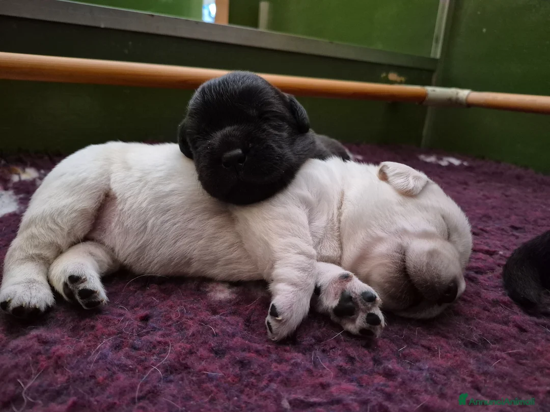 Labrador cani in vendita: CUCCIOLI LABRADOR RETRIEVER  - Annuncio 1