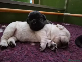 Labrador cani CUCCIOLI LABRADOR RETRIEVER - Annuncio 2