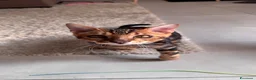 Bengala gatti in vendita: Bengala TICA Bellissimi ed Adorabili  a Città Metropolitana di Napoli - Annuncio 31