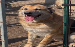 Meticcio cani in regalo: ARGO 💙-derivato pastore tedesco da sempre in box  - Immagine 3