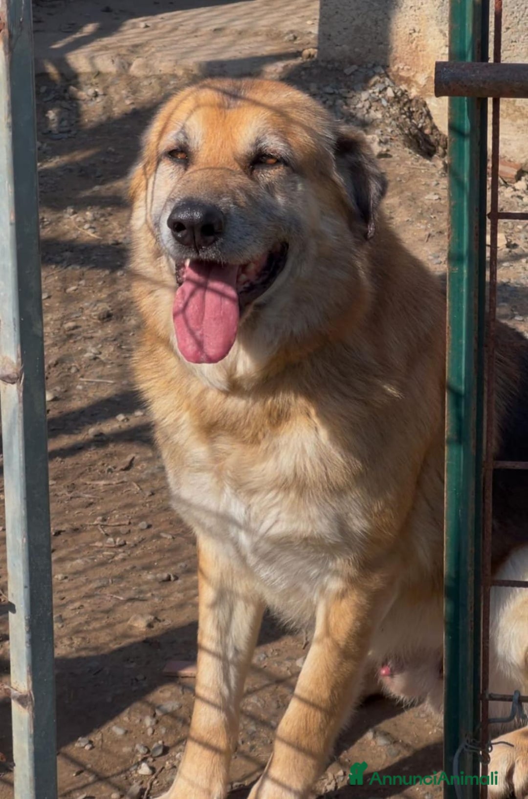 Meticcio cani in regalo: ARGO 💙-derivato pastore tedesco da sempre in box  - Annuncio 3