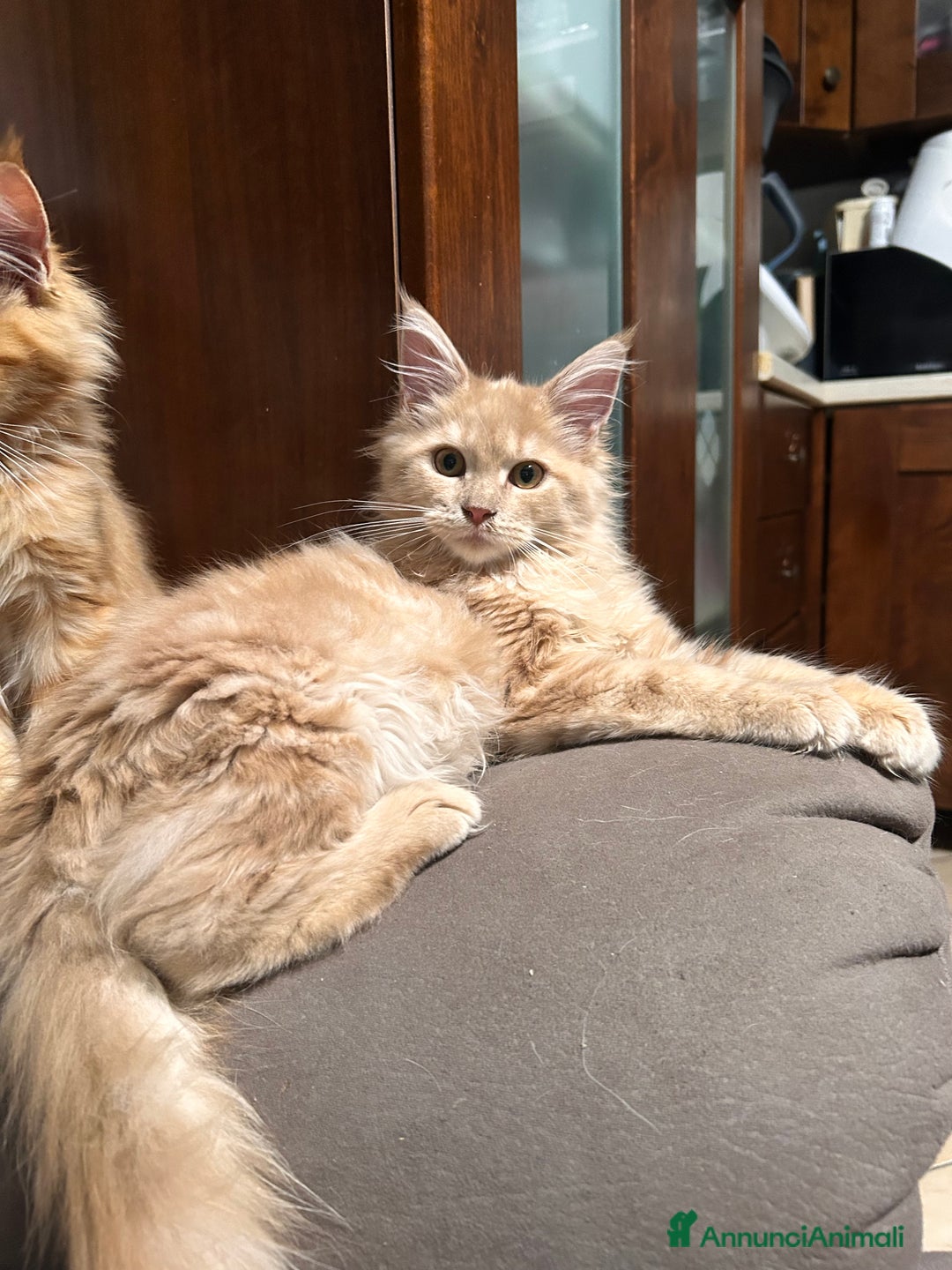 Maine Coon gatti in vendita: Cuccioli Maine Coon - Annuncio 5