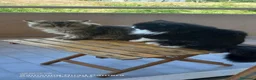 Persiano gatti in vendita: Cuccioli di persiani a pelo lungo a Provincia di Chieti - Annuncio 7