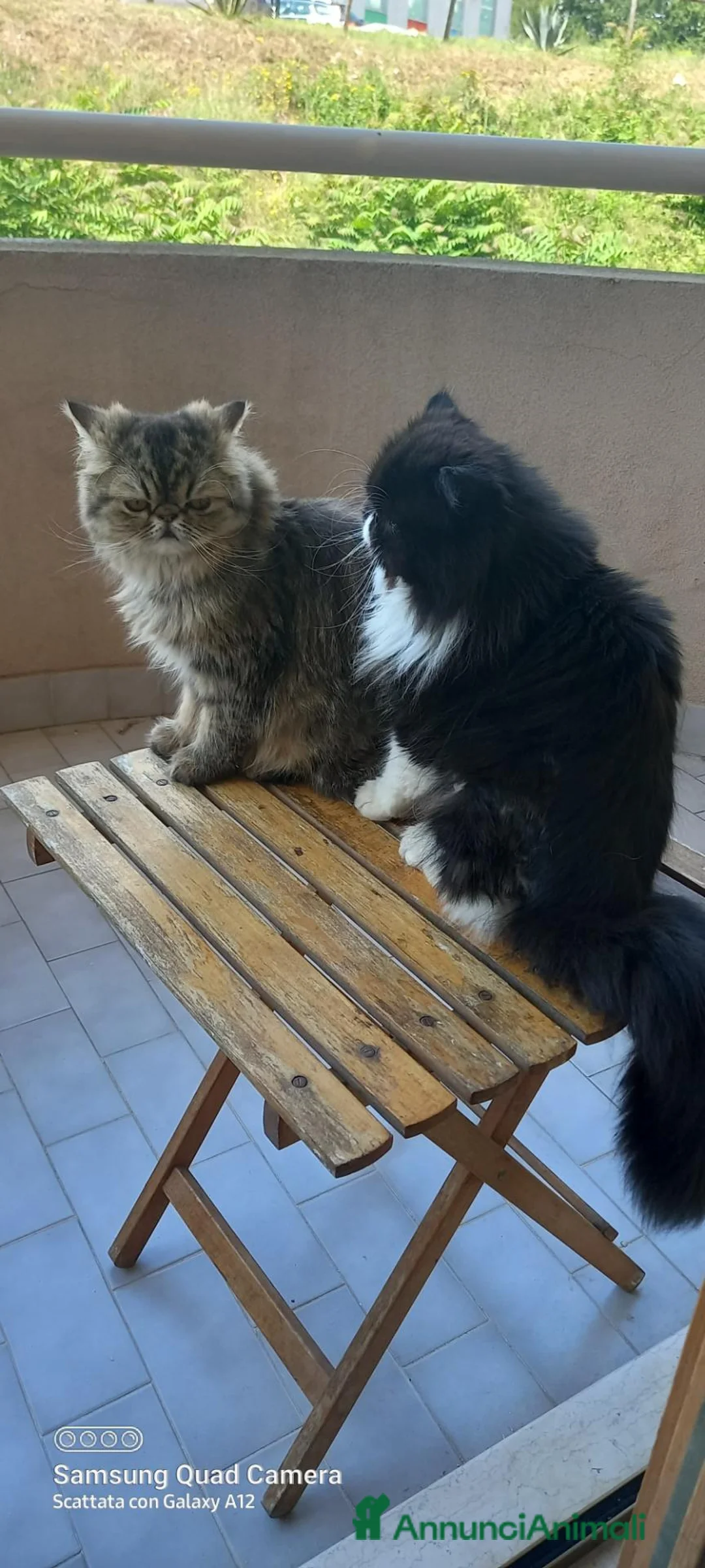 Persiano gatti in vendita: Cuccioli di persiani a pelo lungo a Provincia di Chieti - Annuncio 7