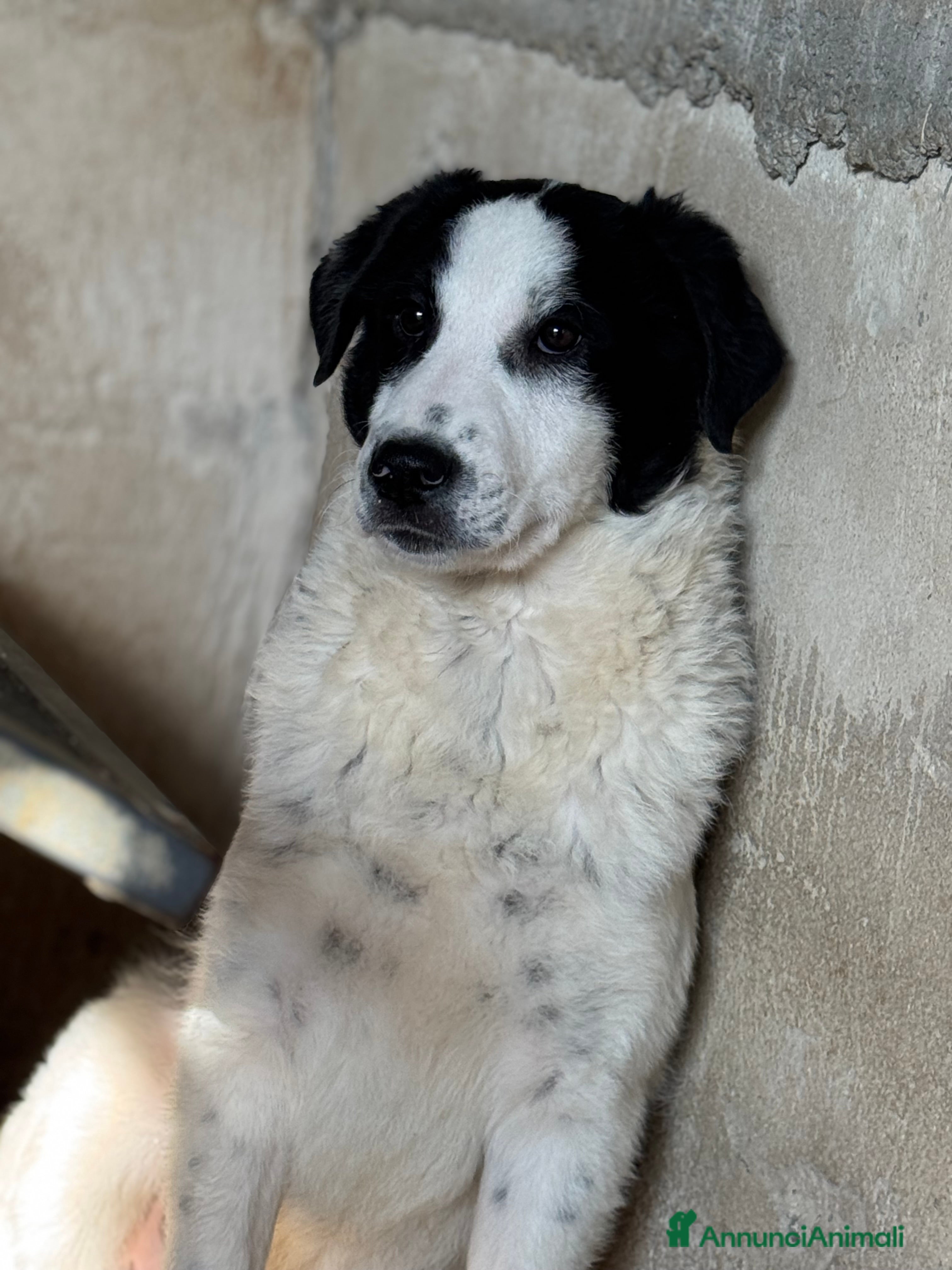 Meticcio cani Oreo dolce cucciolo taglia media in canile - Annuncio 1
