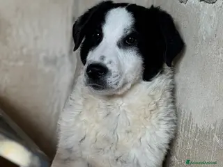 Meticcio cani in regalo: Oreo dolce cucciolo taglia media in canile - Annuncio 4