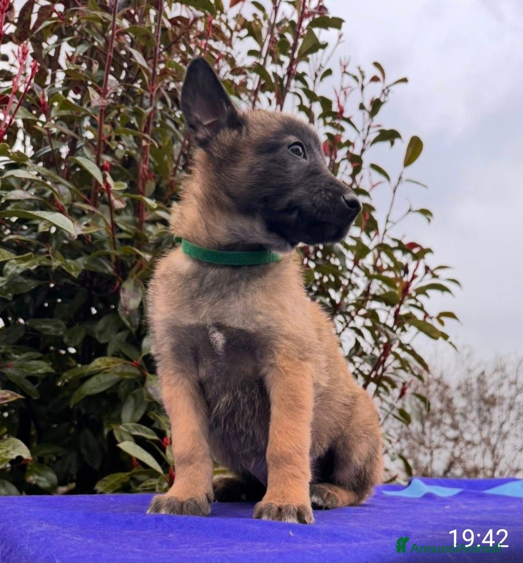 Pastore Belga cani in vendita: Cuccioli pastore belga Malinois  - Annuncio 7
