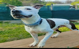 Pitbull cani in regalo: Pitbullino anziano DOLCISSIMO in canile TRISTE!GE a Città metropolitana di Milano - Immagine 2