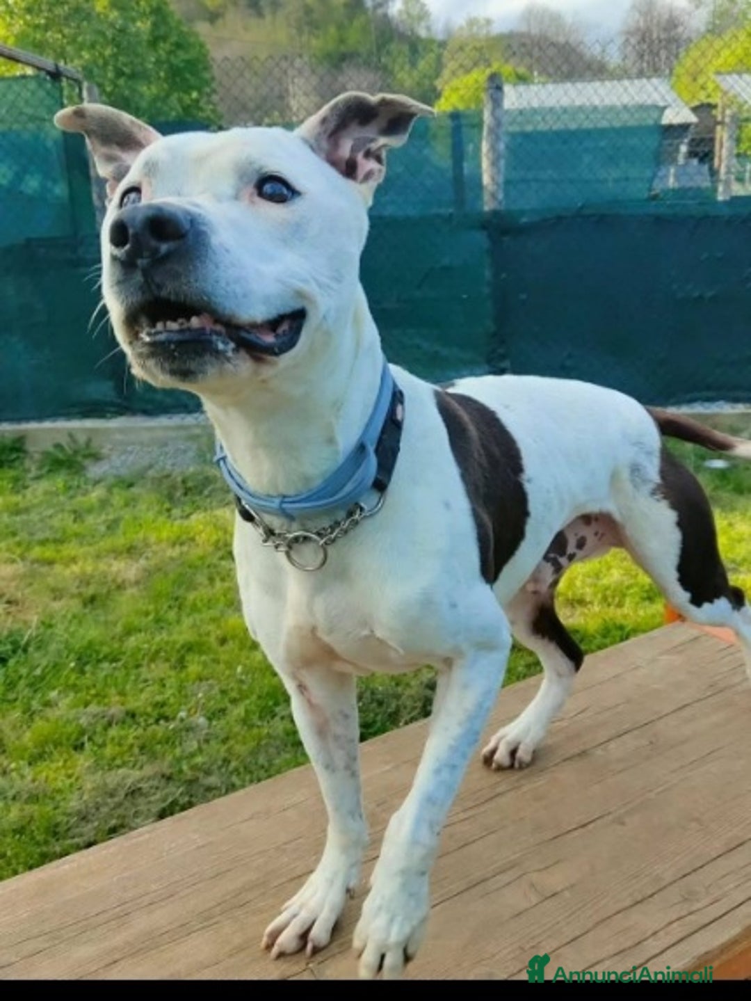 Pitbull cani in regalo: Pitbullino anziano DOLCISSIMO in canile TRISTE!GE a Città metropolitana di Milano - Immagine 2