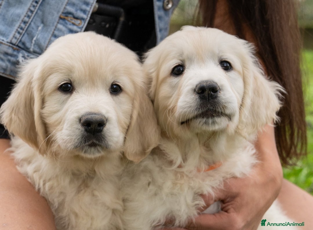 Golden Retriever cani in vendita: cuccioli di golden retriever - Annuncio 6
