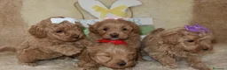 Maltipoo cani in vendita: Splendidi cuccioli di Maltipoo - Annuncio 3