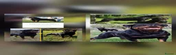 Rottweiler cani in vendita: Disponibili cuccioli rottweiler - Annuncio 11