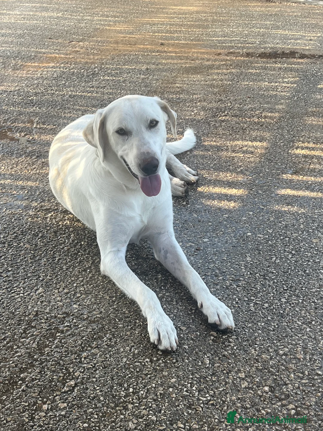Meticcio cani in regalo: Un cane invisibile - Annuncio 2