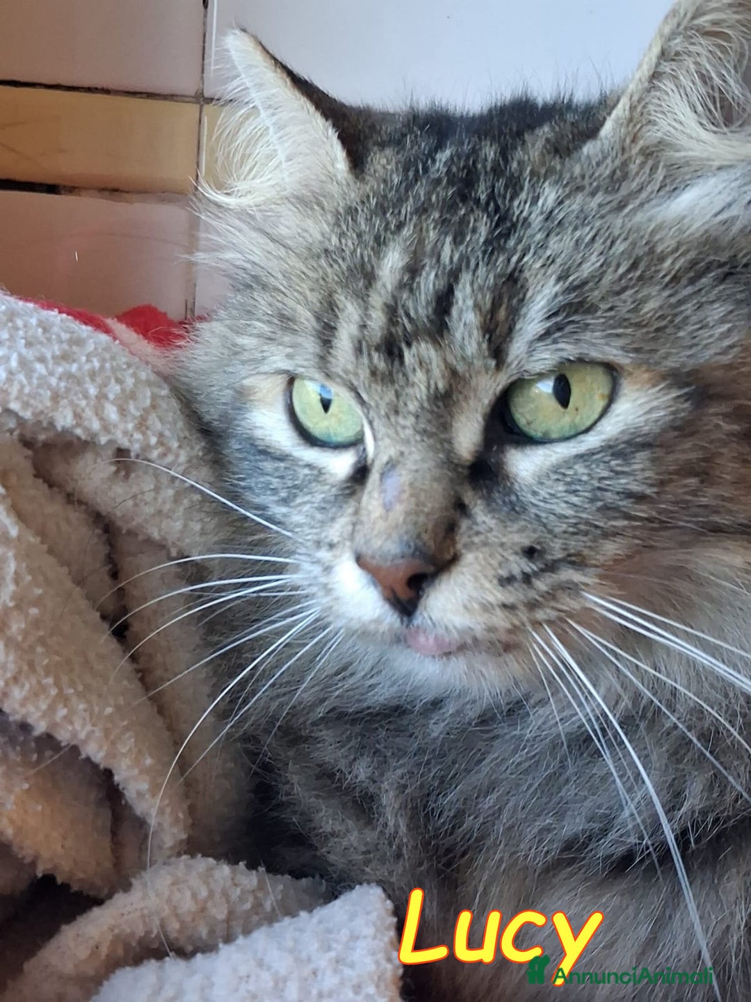 Altre razze gatti in regalo: ABBANDONATA SOTTO LA PIOGGIA. - Annuncio 3