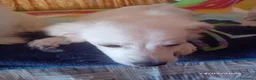 Maltese cani in vendita: Cucciolo di razza maltese 5 mesi - Annuncio 6