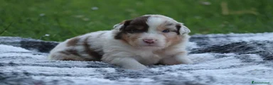 Australian Shepherd 4