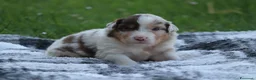 Australian Shepherd cani in vendita: Cucciolini di Australian Shepherd a Provincia di Forlì-Cesena - Annuncio 7