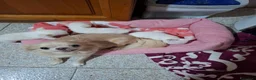 Chihuahua cani in vendita: 3 maschietti chiuhuauha a Provincia di Siena - Annuncio 4