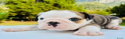 Bulldog cani in vendita: Cuccioli Bulldog Inglese - Annuncio 19