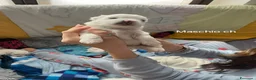 Coton de Tulear cani in vendita: Cuccioli Coton de Tulear - Annuncio 5