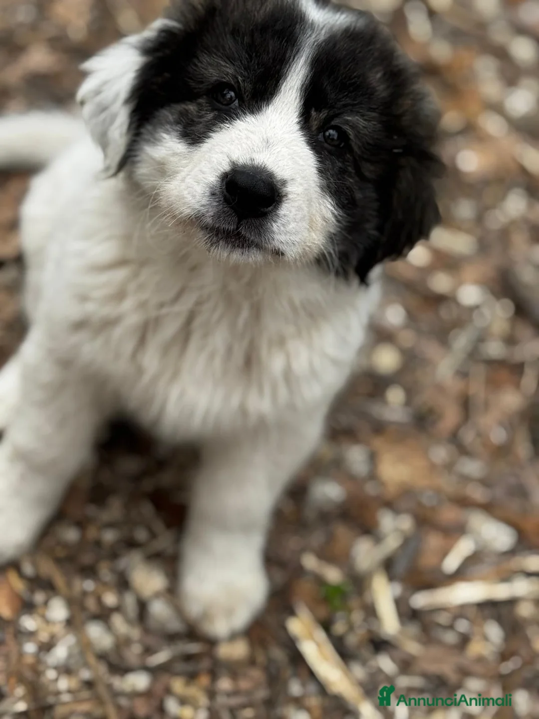 Meticcio cani in regalo: Missy a Provincia di Lecco - Annuncio 4