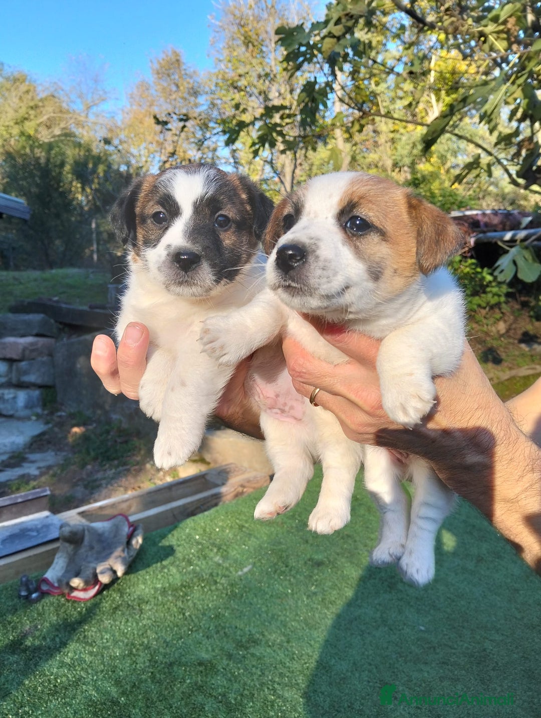 Jack Russell cani in vendita: Cuccioli jack russel  - Annuncio 4