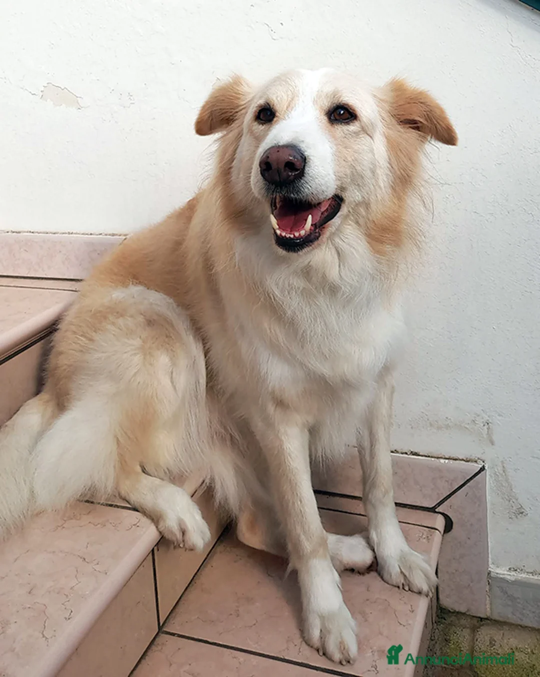 Meticcio cani in regalo: Kelly bellissima incrocio maremmano in adozione a Città metropolitana di Milano - Annuncio 2