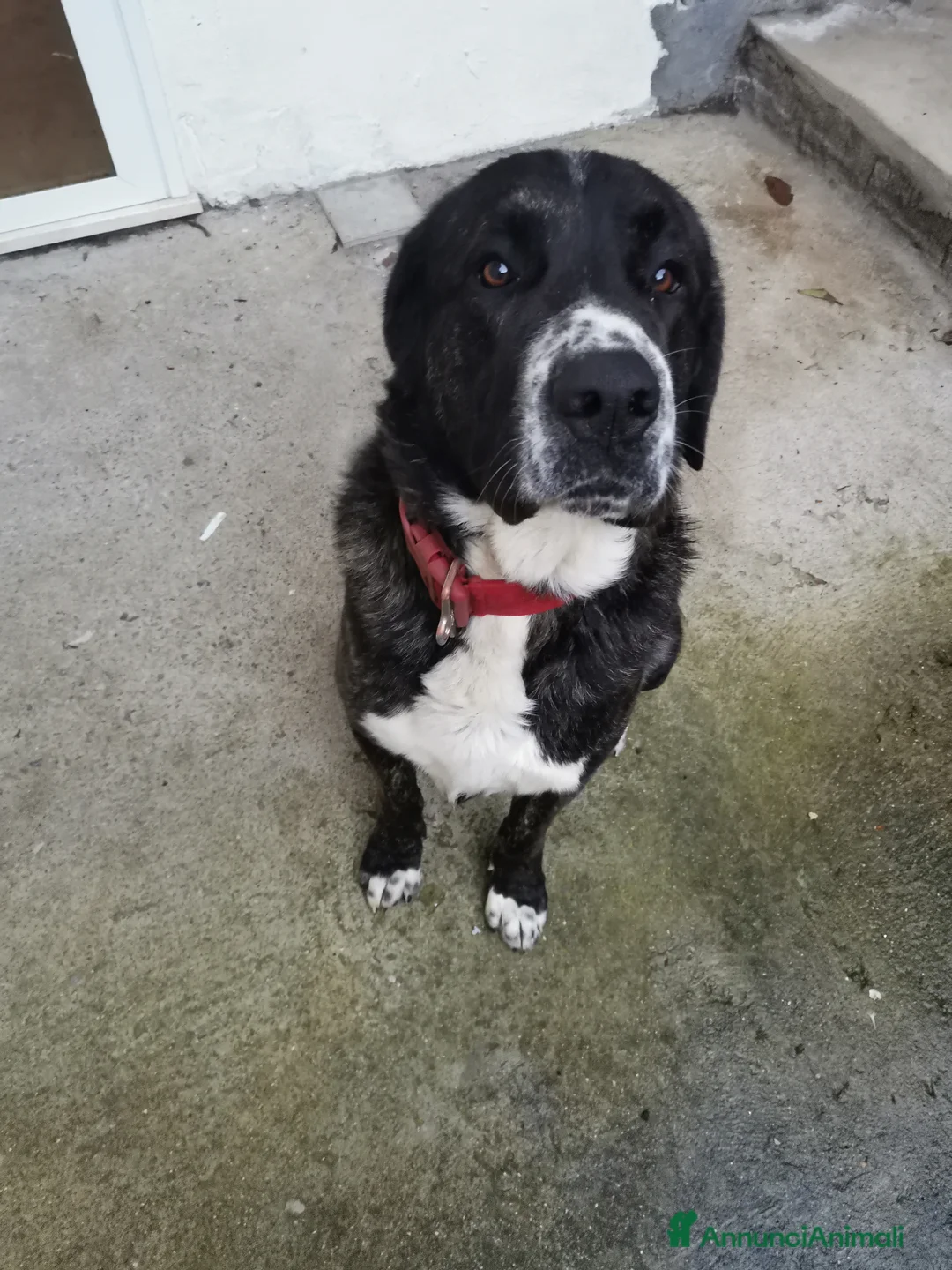 Meticcio cani in regalo: Regalo cucciolo - Annuncio 3