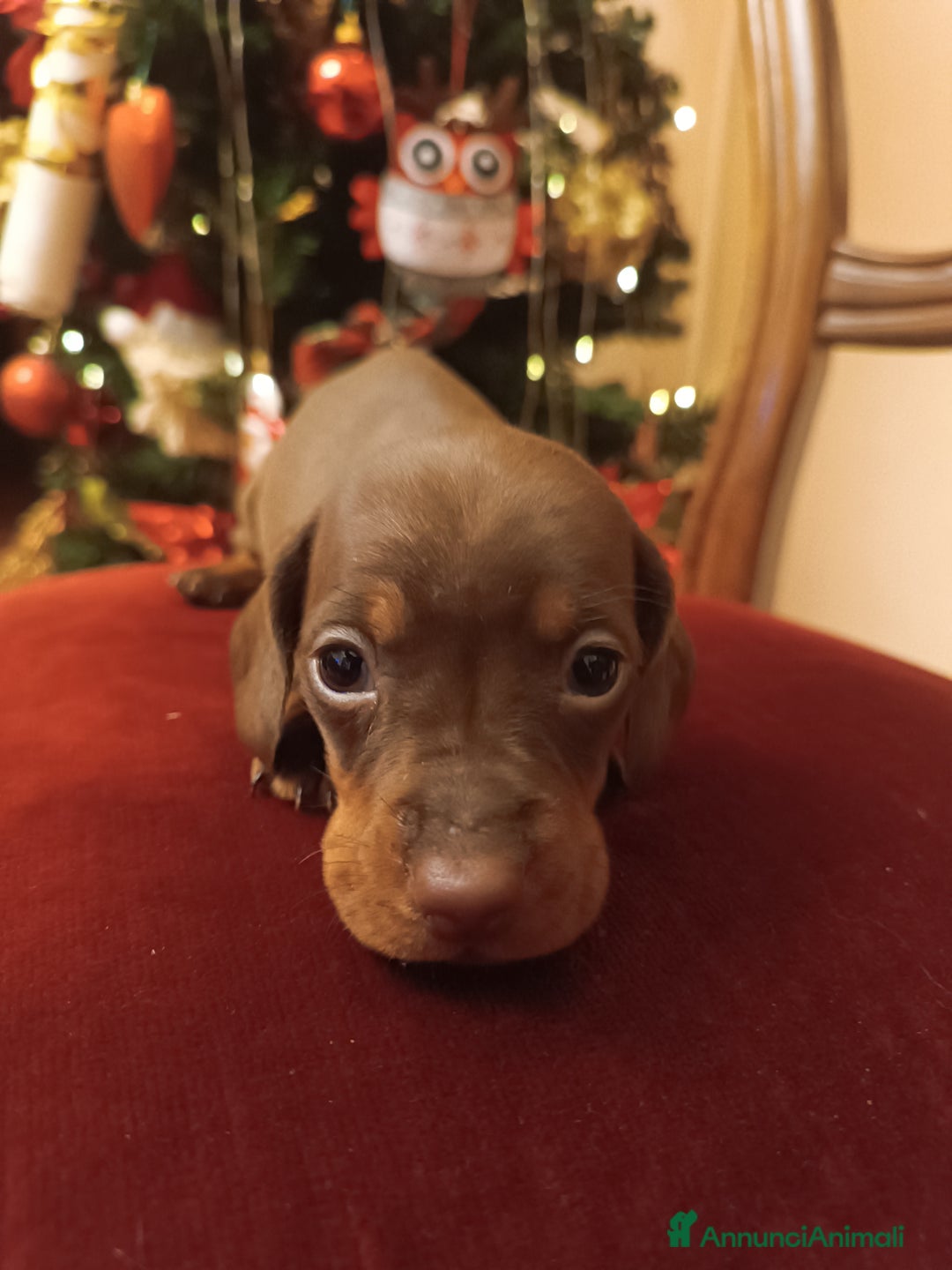 Bassotto cani in vendita: Maschietti di bassotto tedesco - Annuncio 6