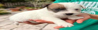 Jack Russell Cucciolo 1