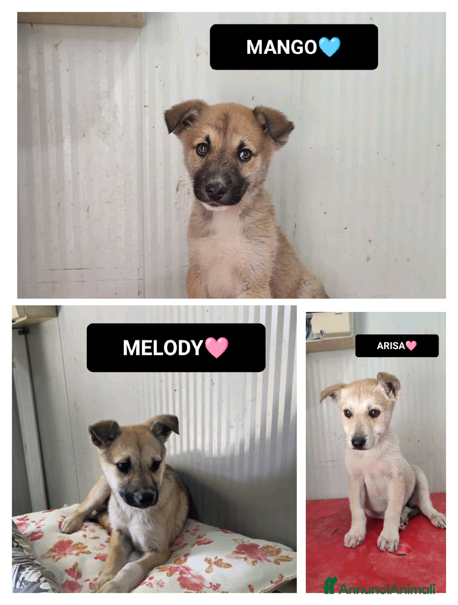 Meticcio cani arisa melody e mango - Annuncio 9