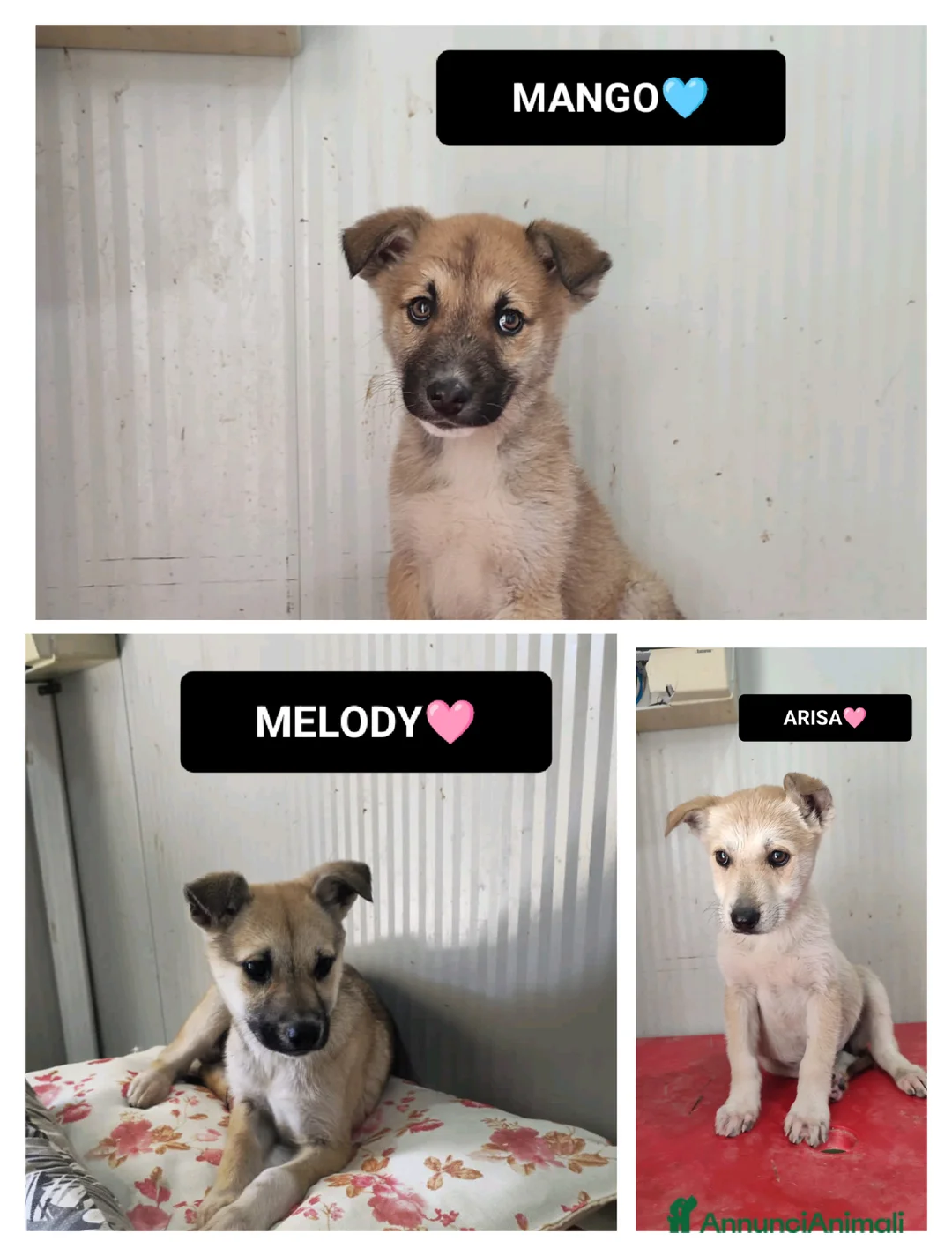 Meticcio cani in regalo: arisa melody e mango - Annuncio 1